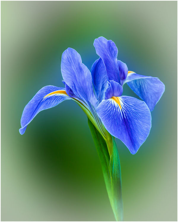 Southern Blue Flag Iris...