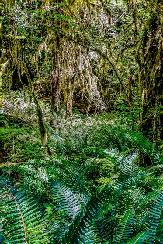 Hoh Rainforest, Forks, Washington: The Hoh Rainforest is located on the ...