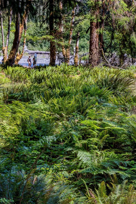 Hoh Rainforest, Forks, Washington: The Hoh Rainforest is located on the ...