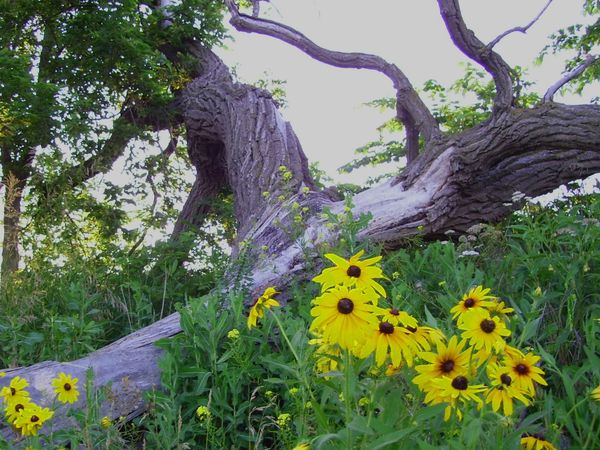 Downed tree with Sunflowers in corners...