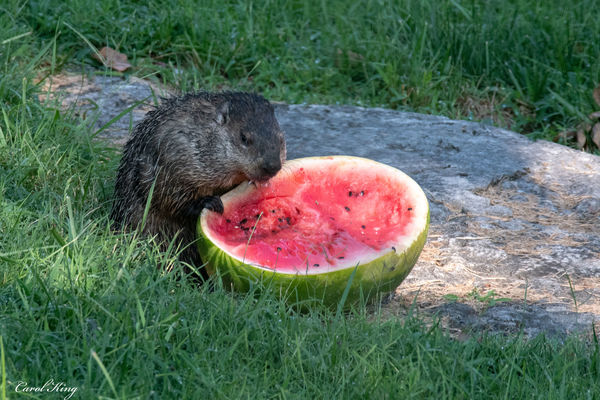 Watermelon is his favorite...