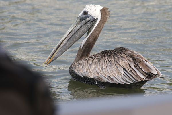 Brown Pelican in Shem Creek...