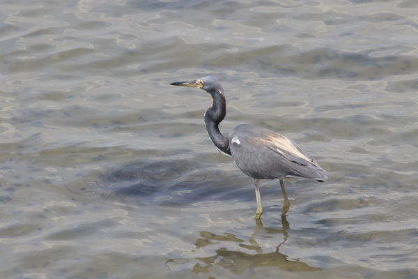 Tricolored Heron at Pitt St....