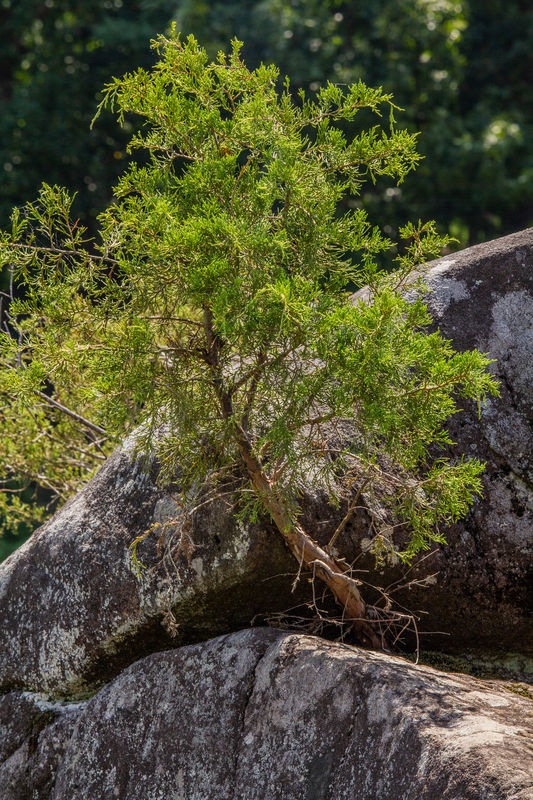 Trees taking root in rocks always amazes me!...