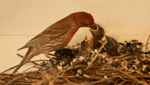 Pop House Finch feeding Deepthroat...