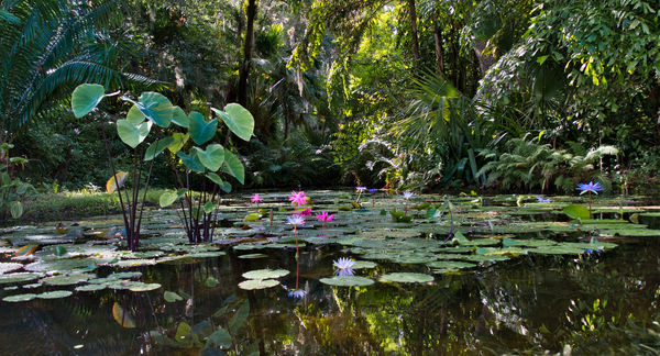 Lotus Pond...