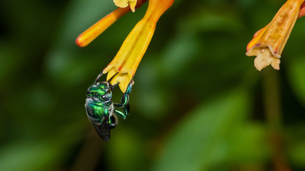 Orchid bees are just plain cool looking...