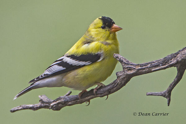Lesser goldfinch...