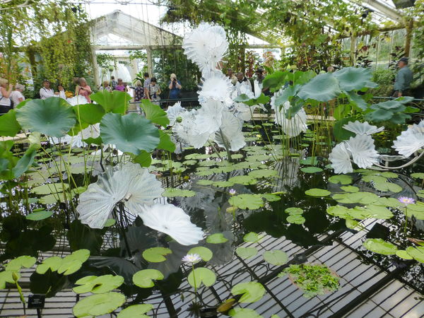 Ethereal White Persian Ponds...