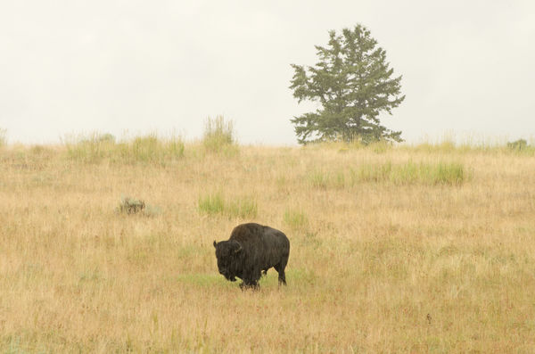 Bison in the rain at Yellowstone National Park...
