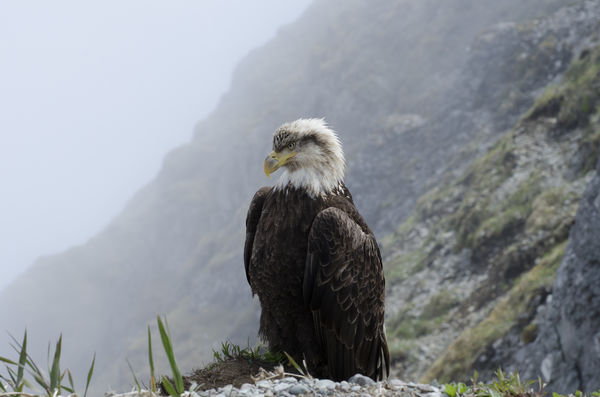 An Eagle overlooking Dutch Harbor, Alaska...