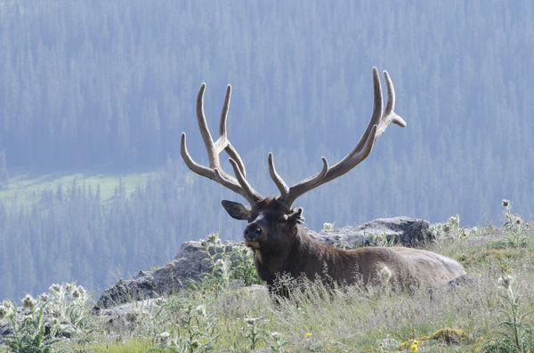 An Elk in Rocky Mountain National Park...