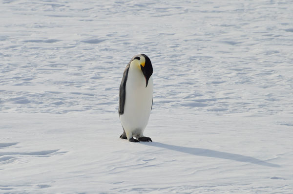 A lone Emperor Penguin in McMurdo Sound...