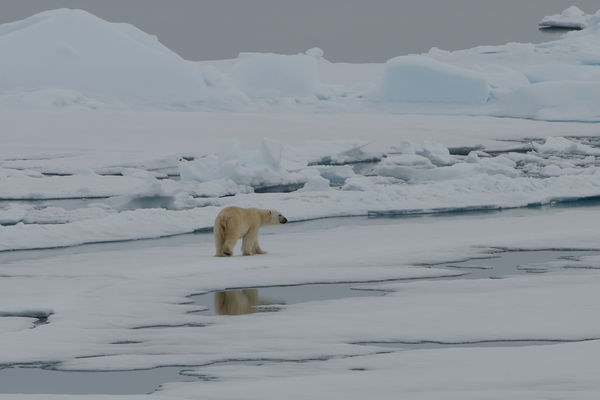 Polar Bear on the Arctic ice pack...