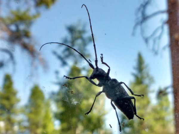 Critter on windshield deposited clear slime and pe...