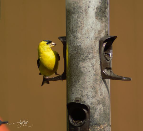 Finally caught this Yellow Finch...