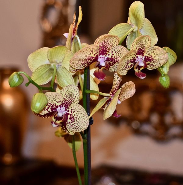 ORCHID #1...