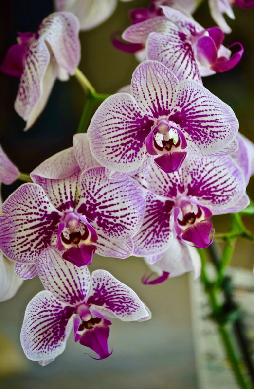 ORCHID # 3...