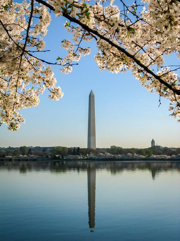 Washington Monument in Cherry Blossom Season, Wash...