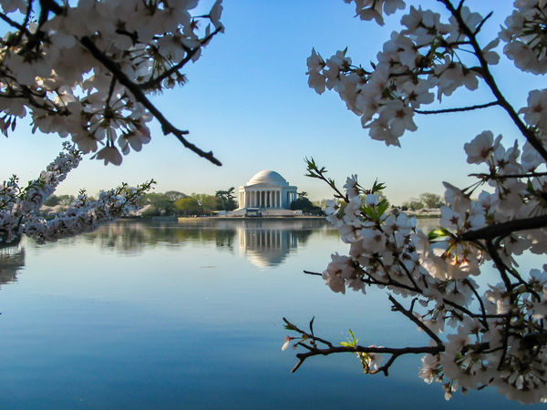 Jefferson Memorial in Cherry Blossom Season, Washi...