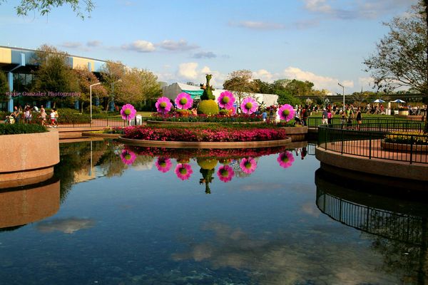 Reflections at Epcots Flower and Garden Festival...
