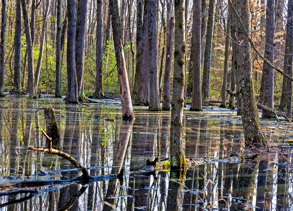 Reflections in a Vernal Pool...