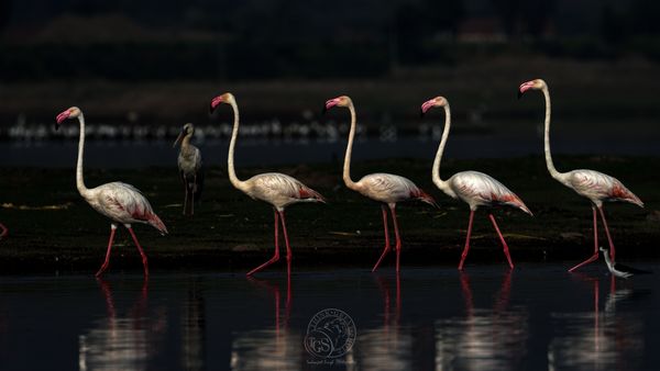 Greater Flamingo...