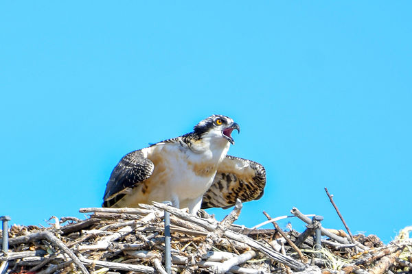 Young Osprey...