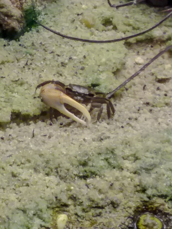 This crabs one pincher was bigger than it's body, ...