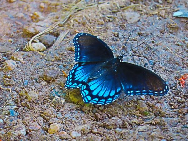 Red Spotted Purple...