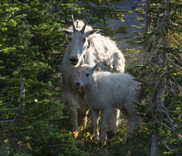 Momma and kid mountain goat...