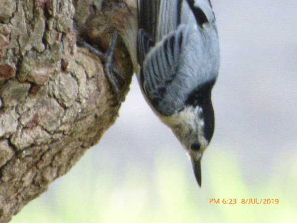 Nuthatch normally looking down...