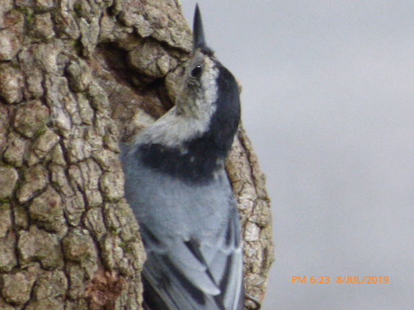 Nuthatch rarely looking up...