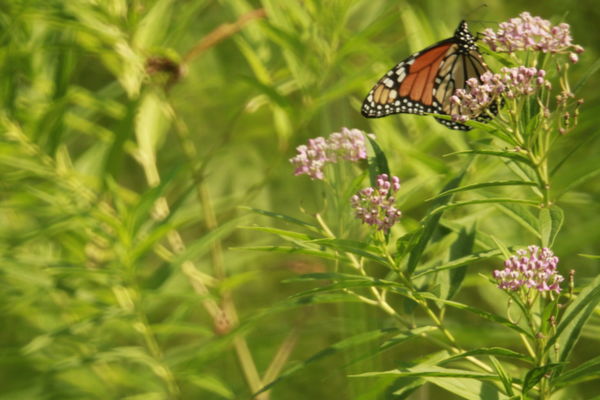 A monarch at swamp milkweed...