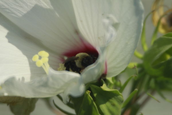 Another Hibiscus. Bee was an extra...