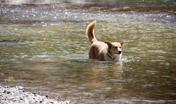 Stock "Dog in water"...