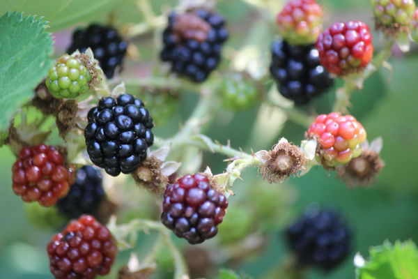 Himalaya Black Berries...
