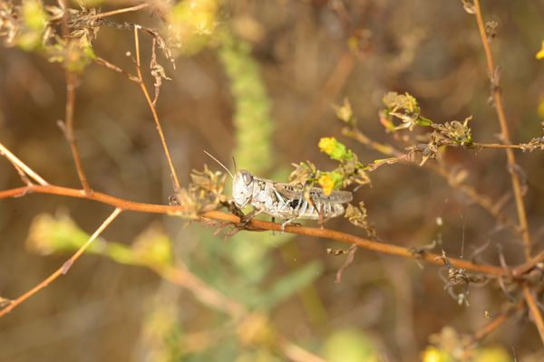 Pygmy Locust grasshopper (?)...
