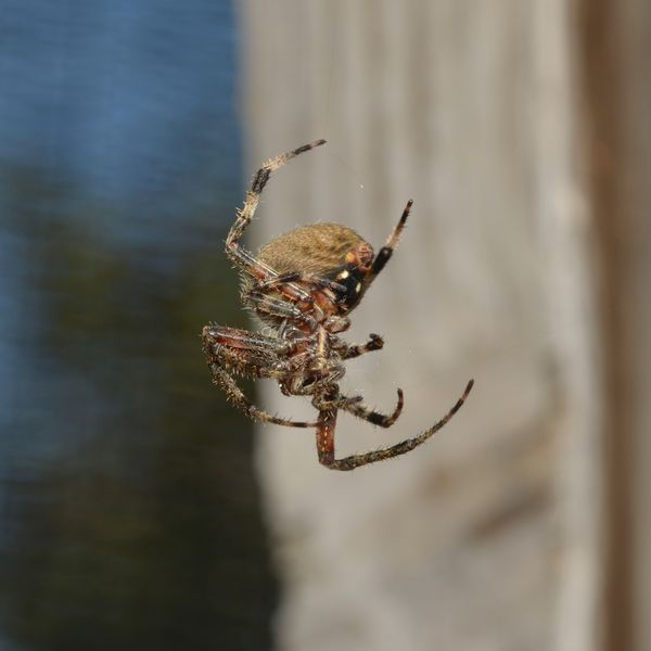 Female Hentz orbweaver spider (Neoscona crucifera)...