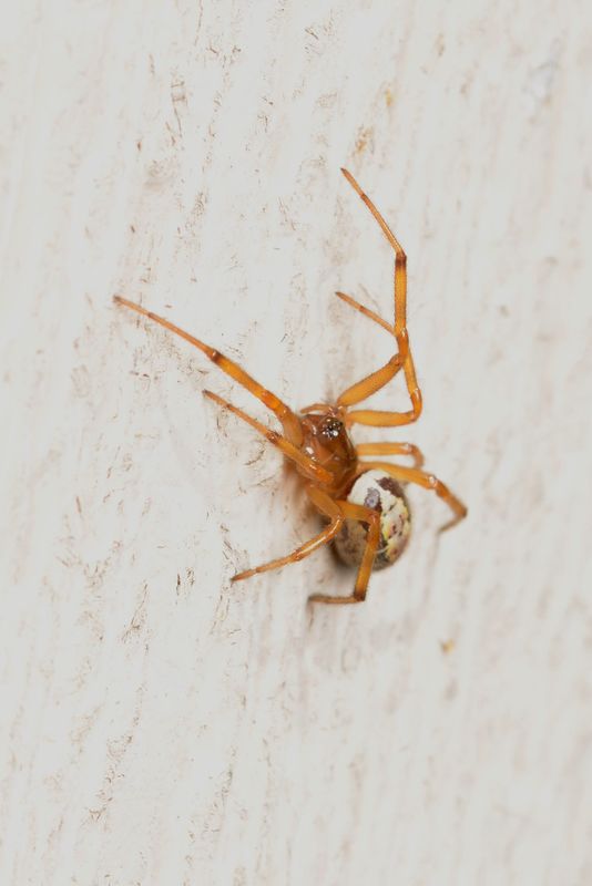 Female Noble False Widow spider (Steatoda nobilis)...