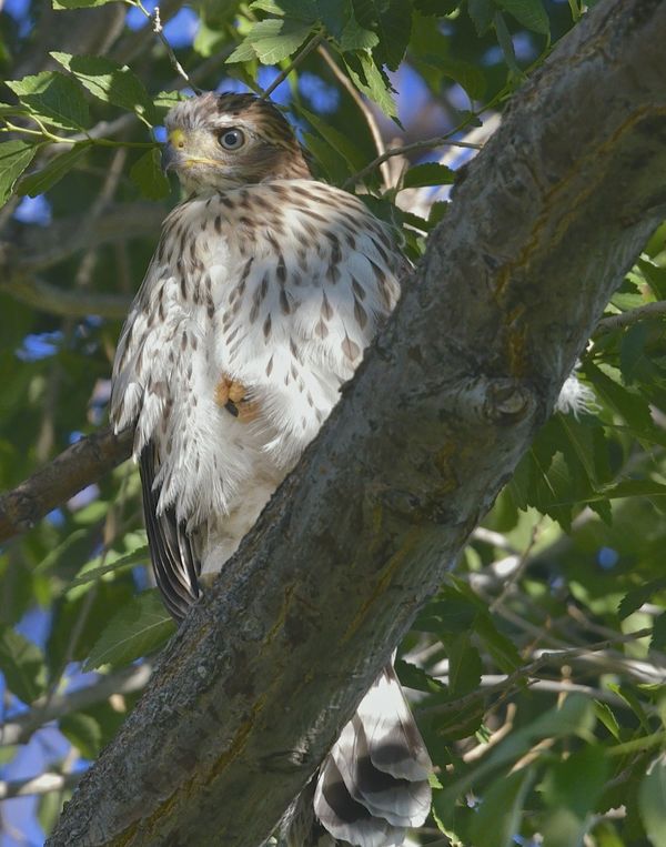 Young Coopers Hawk...