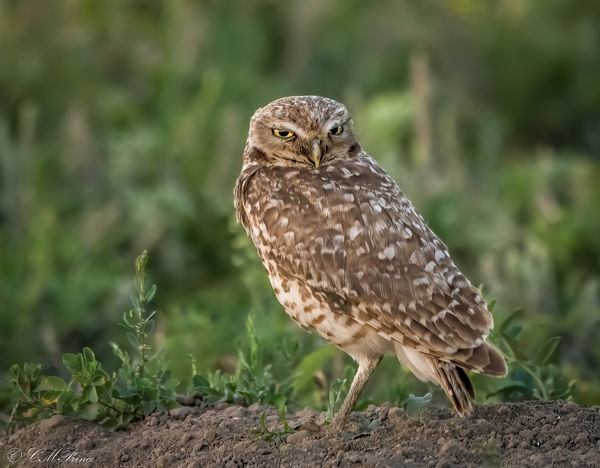 Burrowing Owl...