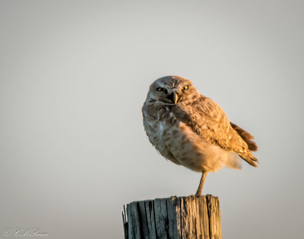 Burrowing Owl-post...