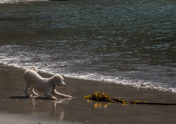 Gertie wants to play with the seaweed...