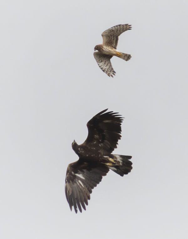 Hawk chasing a Golden Eagle....wow!...