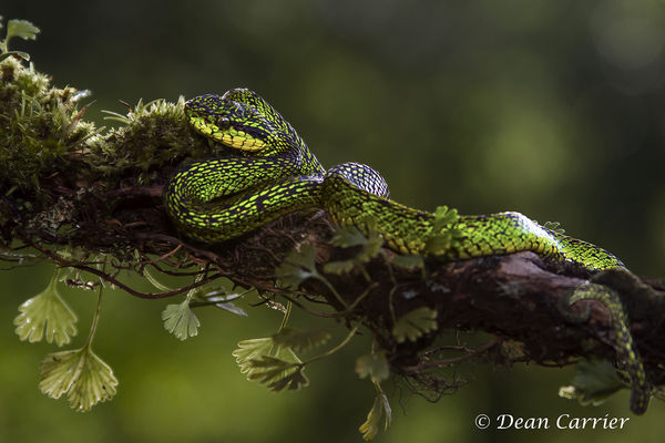 Speckled palm viper...