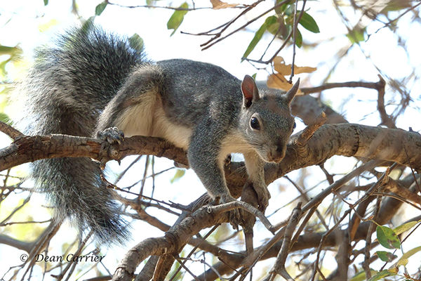 Gray squirrel, Paradise, CA...