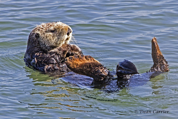 Sea otter, Moss Landing, CA...