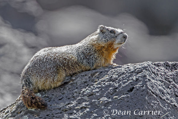 Yellow-bellied marmot, Snake River, ID...