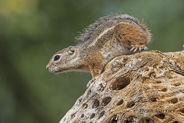 Harris antelope squirrel, Madera Canyon, AZ...